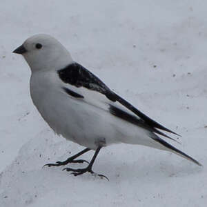 Bruant des neiges