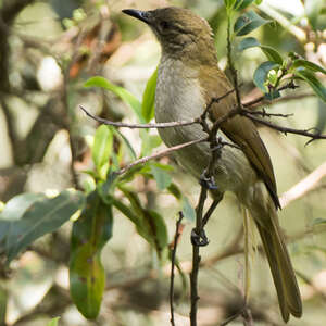 Bulbul à bec grêle