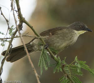 Bulbul à gorge claire