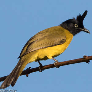 Bulbul à huppe noire