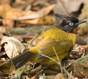 Bulbul à huppe noire