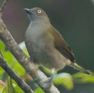 Bulbul à queue blanche