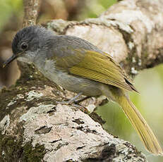 Bulbul à stries jaunes