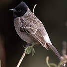 Bulbul à ventre rouge