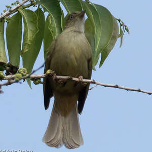 Bulbul aux yeux gris