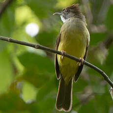 Bulbul brès