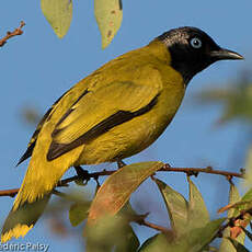 Bulbul cap-nègre