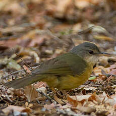 Bulbul d'Appert