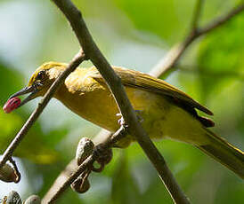 Bulbul d'Everett