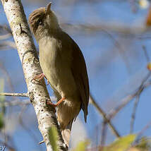 Bulbul d'Oberholser