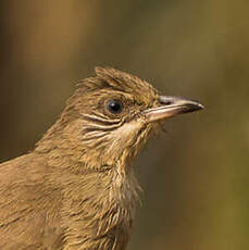 Bulbul de Conrad