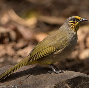 Bulbul de Finlayson