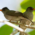Bulbul de Madagascar
