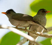 Bulbul de Madagascar