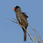 Bulbul de Madagascar