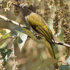 Bulbul de McClelland