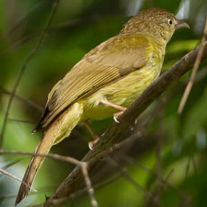 Bulbul de Palawan