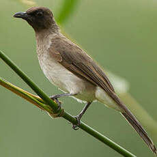 Bulbul des jardins