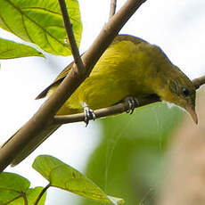 Bulbul doré