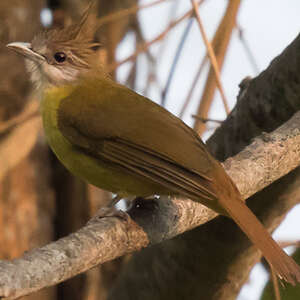 Bulbul flavéole