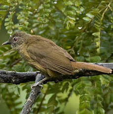 Bulbul gracile