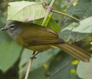 Bulbul kikuyu