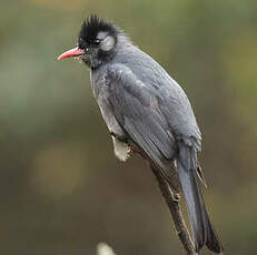 Bulbul noir