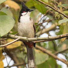 Bulbul orphée