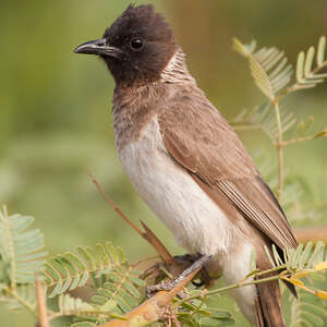 Bulbul somalien