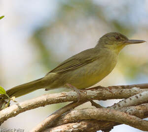 Bulbul tétraka