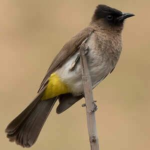 Bulbul tricolore