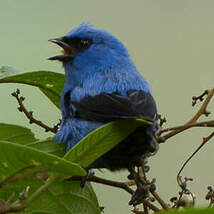 Calliste bleu et noir