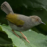 Camaroptère à dos gris