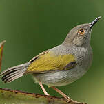 Camaroptère à dos gris