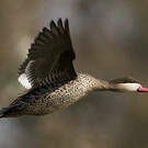 Canard à bec rouge