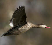 Canard à bec rouge