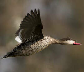 Canard à bec rouge