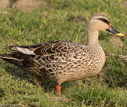 Canard à bec tacheté