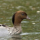 Canard à crinière