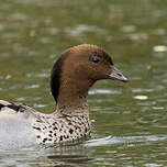 Canard à crinière