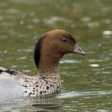 Canard à crinière