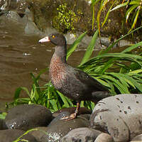 Canard bleu