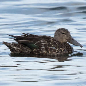 Canard bridé