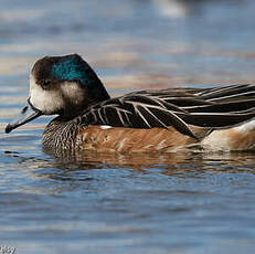 Canard de Chiloé