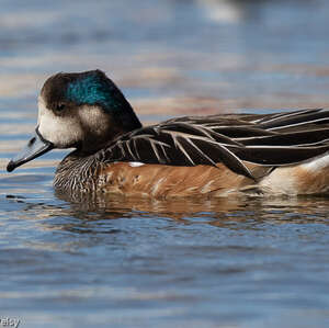 Canard de Chiloé