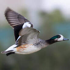 Canard de Chiloé