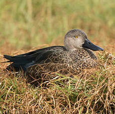 Canard de Smith