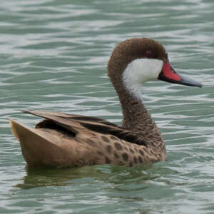 Canard des Bahamas