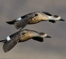 Canard huppé