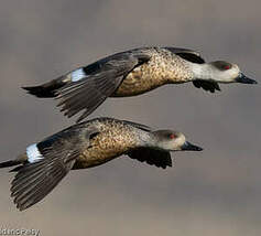 Canard huppé